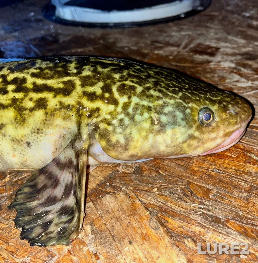 Burbot — Peck Lake, Feb 25, 2024, 12:11 AM