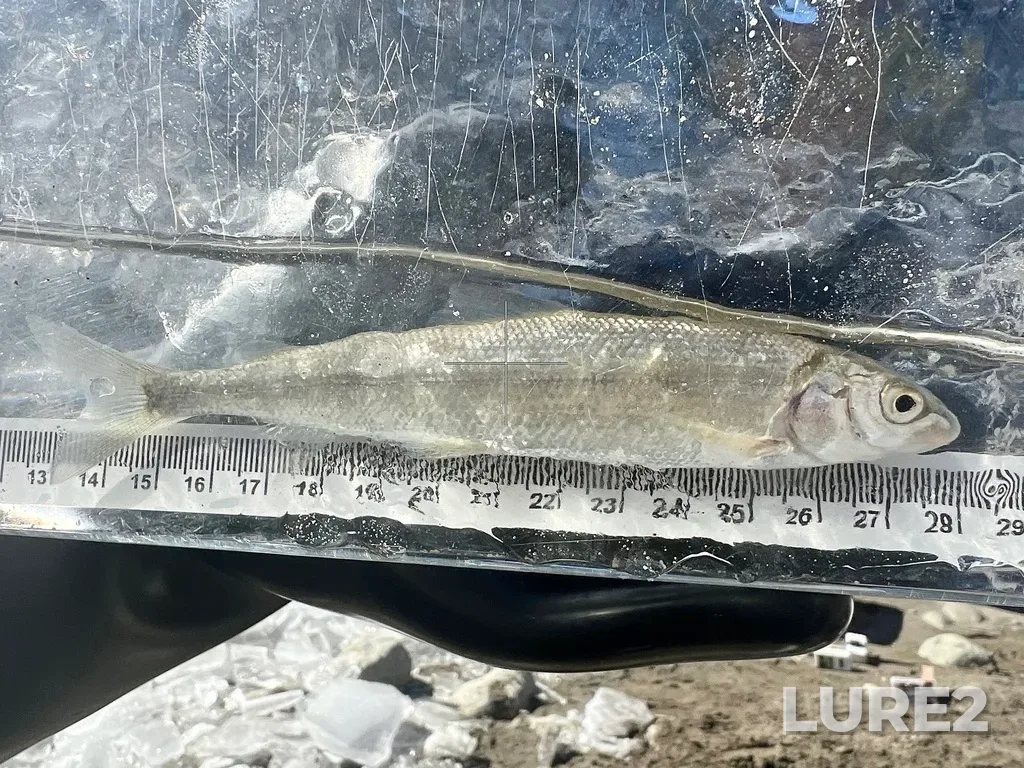 Mountain whitefish — Nicola River, Mar 06, 2024, 12:56 PM