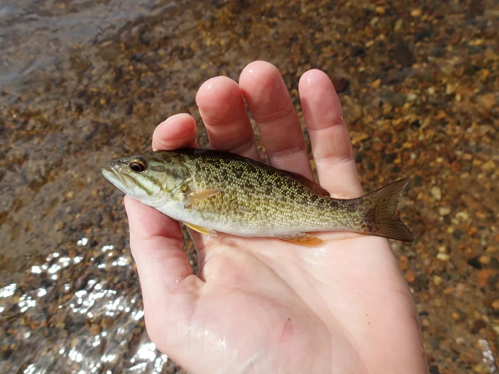 Smallmouth bass — Windigoostigwan Lake, Jul 22, 2014