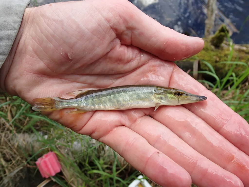 Pike, Burbot — Windigoostigwan Lake, Jul 23, 2014
