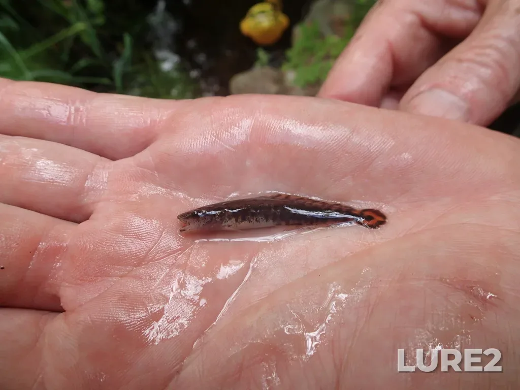 Burbot — Windigoostigwan Lake, Jul 23, 2014