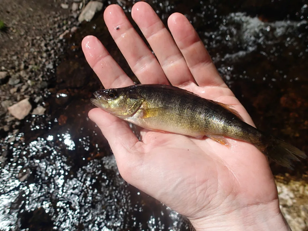 Yellow perch — Skipper Lake, Jun 5, 2017