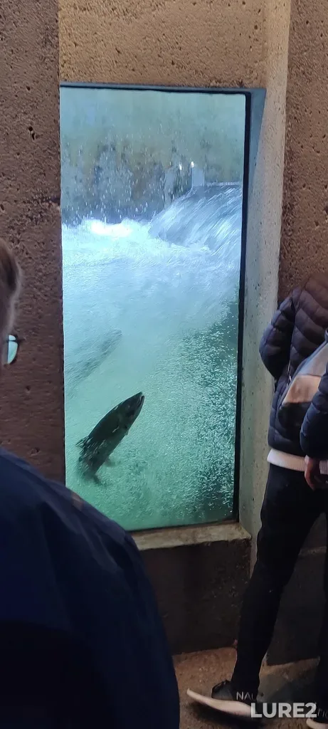 Chinook salmon — Capilano River, Oct 22, 2022, 12:57 PM
