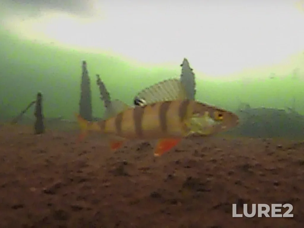 Perch — Serebry, Mar 22, 2024, 10:52 AM