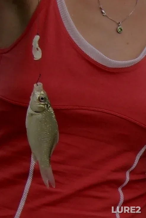 Crucian carp — Krasnodarskiy kray, Rossiya, 353407, Jul 27, 2014, 7:54 PM