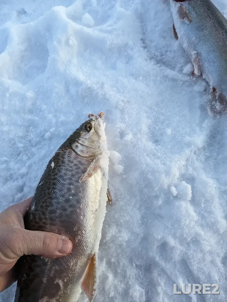Brook trout — Millers Lake, Mar 29, 2024, 8:24 PM