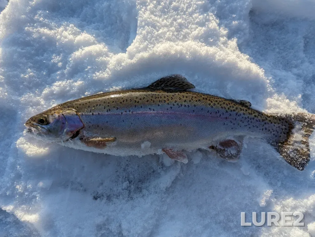 Rainbow trout — Millers Lake, Mar 29, 2024, 7:17 PM