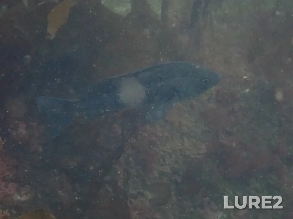 Rockfish — Victoria Outer Harbour, Mar 30, 2024, 11:01 AM