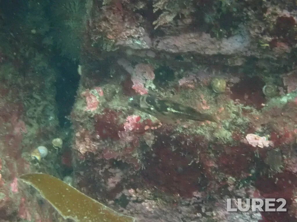 Rockfish — Victoria Outer Harbour, Mar 30, 2024, 11:09 AM