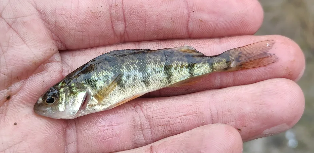 Yellow perch — Dickinson Creek, Apr 3, 2024