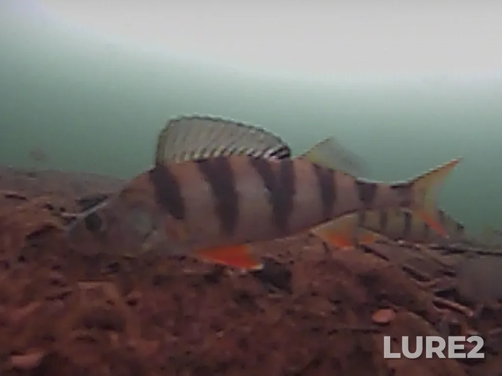 Perch — Serebry, Apr 05, 2024, 11:21 AM
