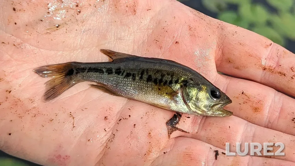 Largemouth bass — Pigeon Lake, Sep 09, 2023, 3:17 PM