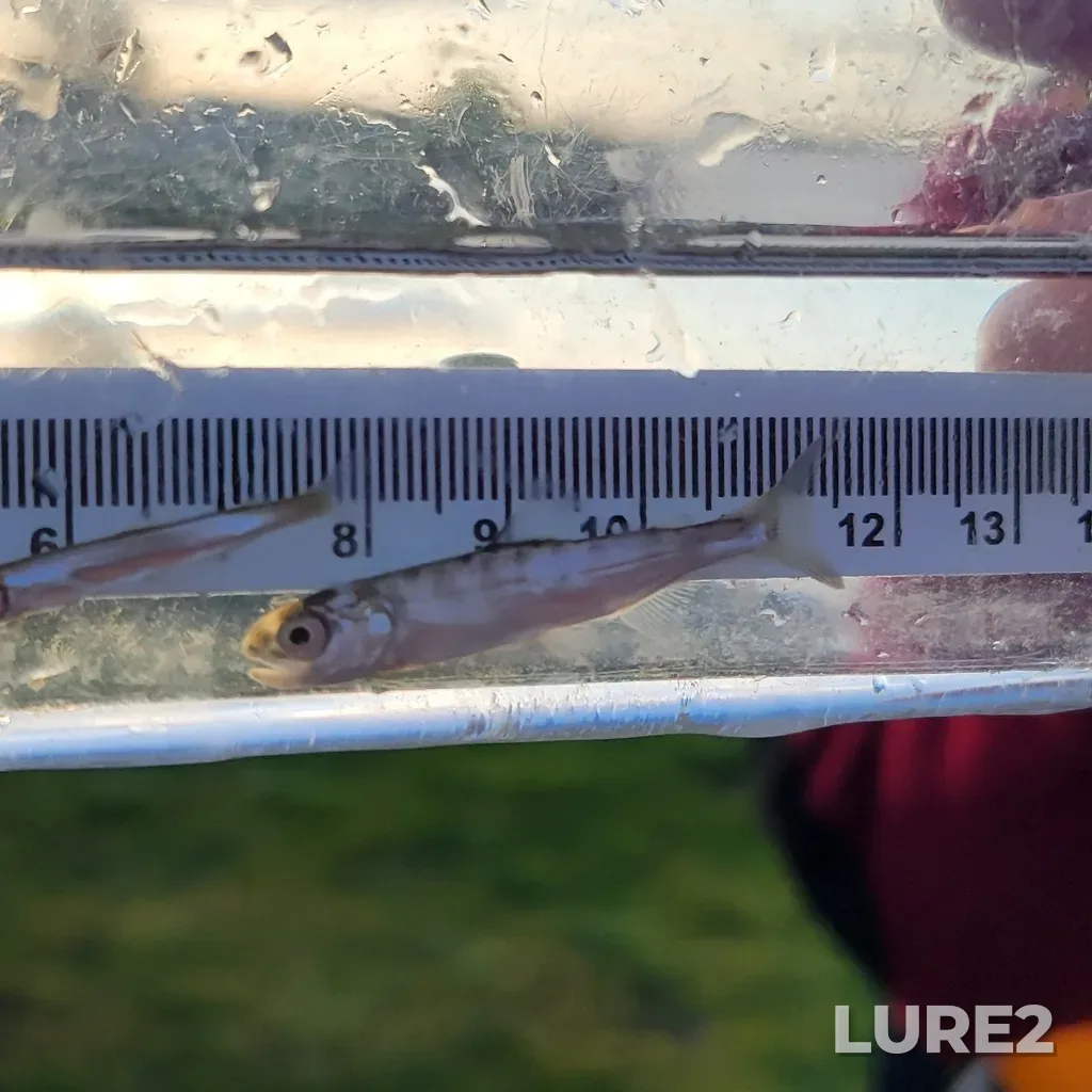 Chum salmon — Fraser River (South Arm), Apr 09, 2024, 7:20 AM