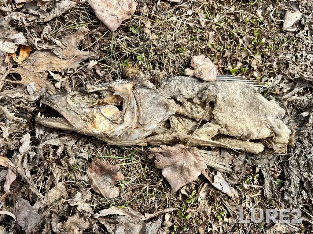 Zander — Krugloye, Apr 11, 2024, 11:28 AM