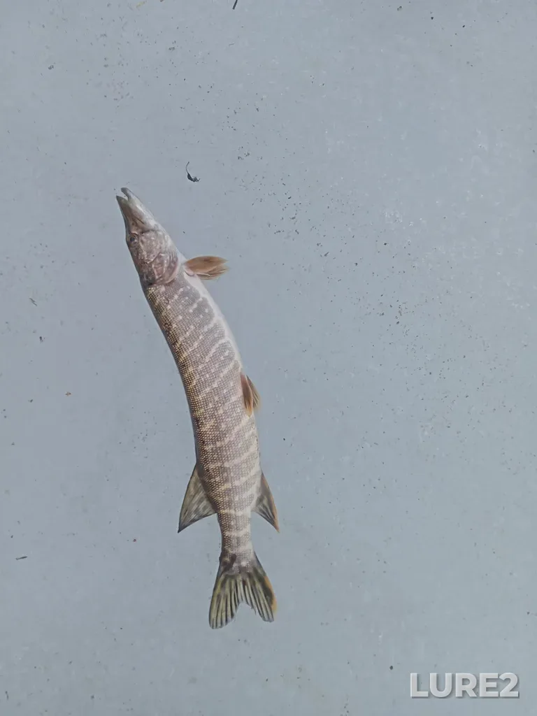 Pike — Kakva, Apr 13, 2024, 8:43 AM