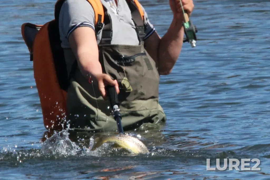 Brown trout — Bow River, Apr 14, 2024, 7:14 AM