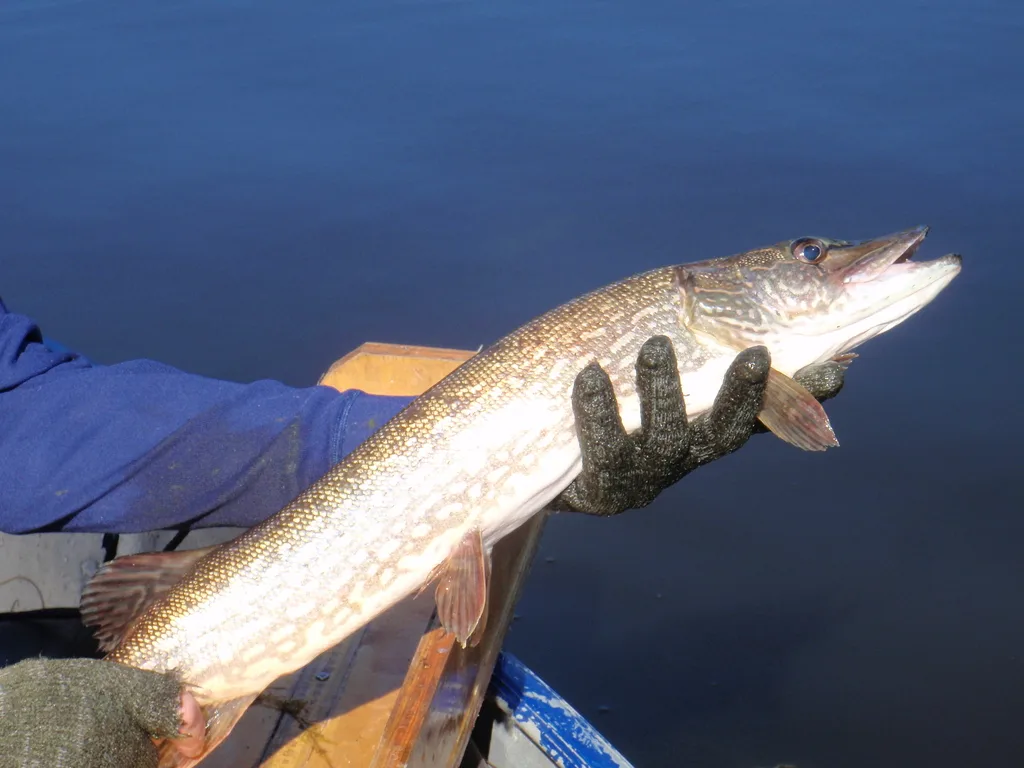 Pike, Yellow perch — Gagegenha Lake, Aug 11, 2011