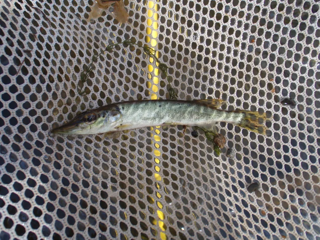 Pike — Foxear Creek, Aug 21, 2012