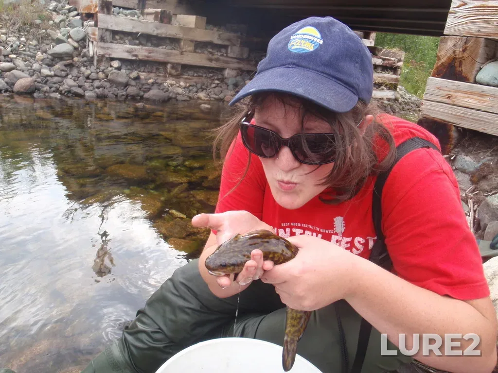 Burbot — Foxear Creek, Aug 21, 2012