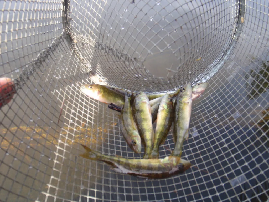 Yellow perch — Knox Lake, Aug 22, 2012