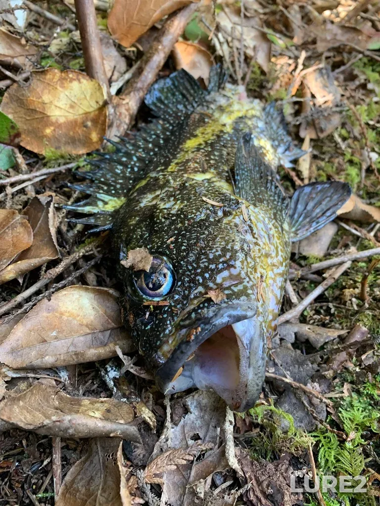 Rockfish — Seaforth Channel, Apr 19, 2024, 12:36 PM