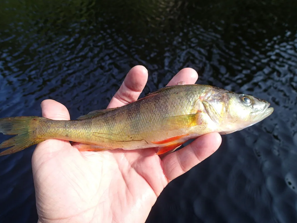 Yellow perch — Skipper Lake, Aug 16, 2017