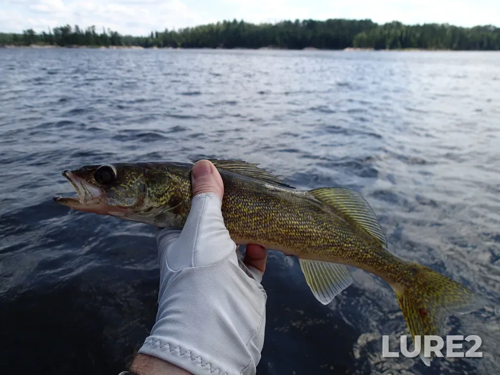 Walleye — Lount Lake, Jul 24, 2017