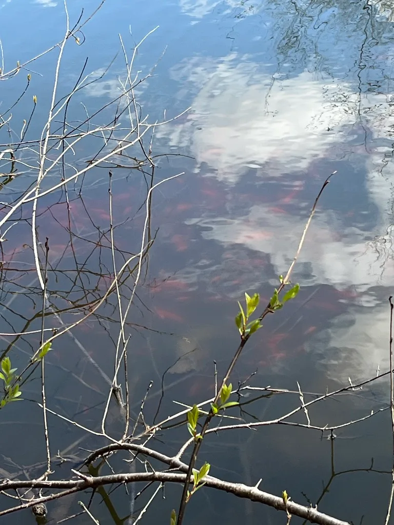 Crucian carp — North Thames River, Apr 21, 2024