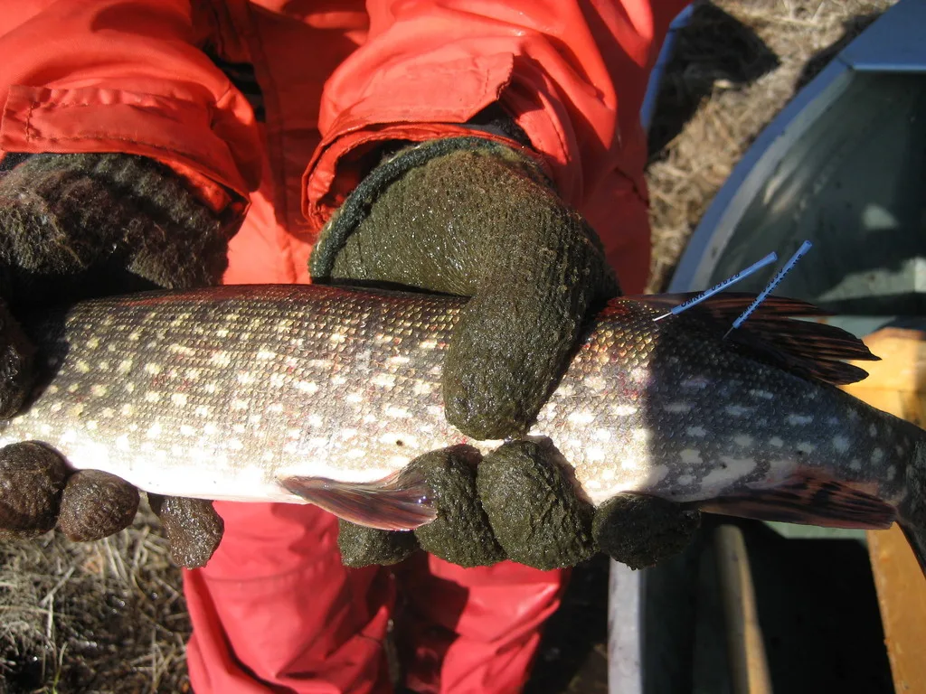 Pike — Namewaminikan River, Apr 24, 2007