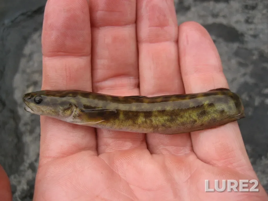 Burbot — Namewaminikan River, Aug 28, 2007