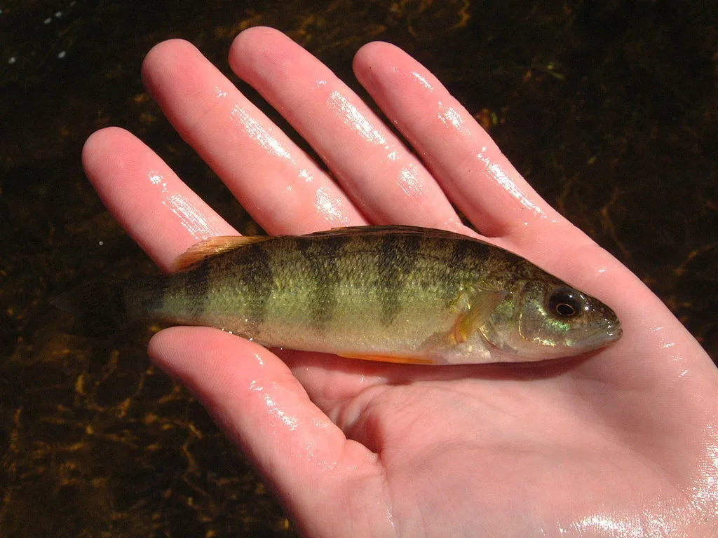 Yellow perch — Namewaminikan River, Jan 2, 2000
