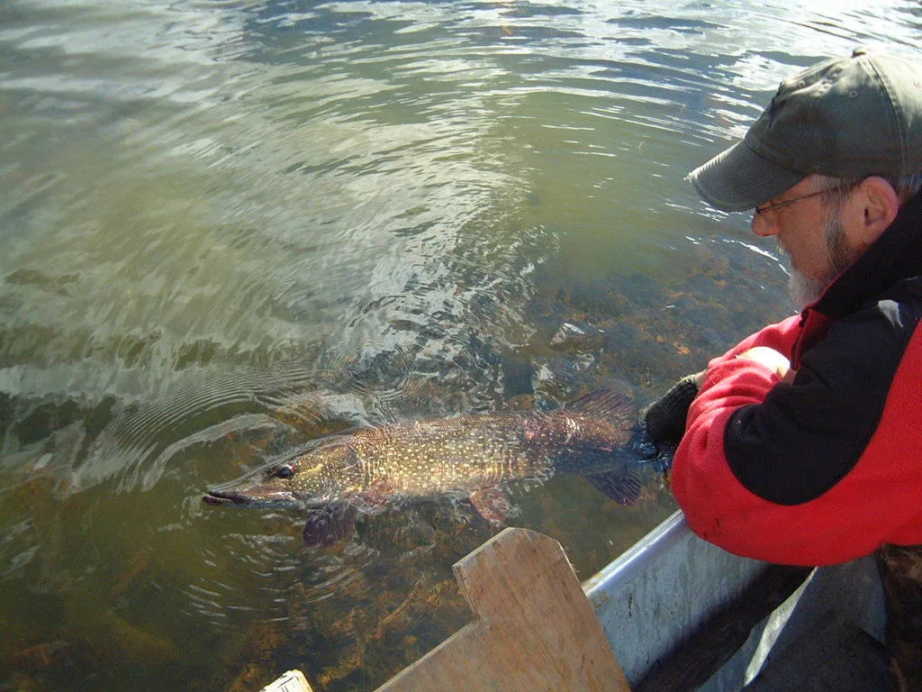 Pike — Namewaminikan River, Sep 27, 2006