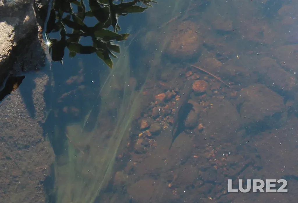 Atlantic salmon — Islands Bay, Jul 17, 2012