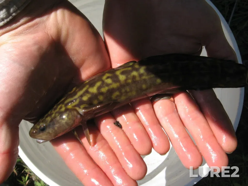 Burbot — Matawin River, Aug 15, 2007, 12:01 AM