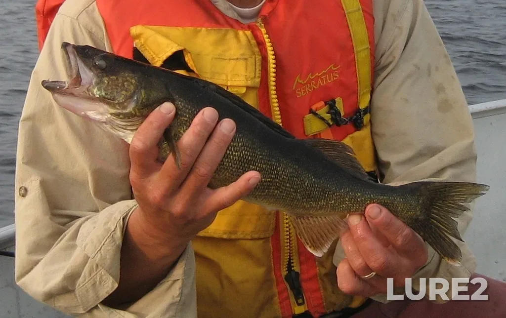 Walleye — Ogoki Lake, Aug 11, 2007, 7:58 PM