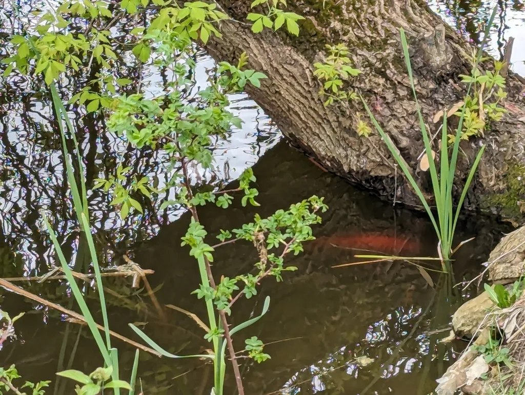 Crucian carp — Shuswap Lake, Apr 27, 2024