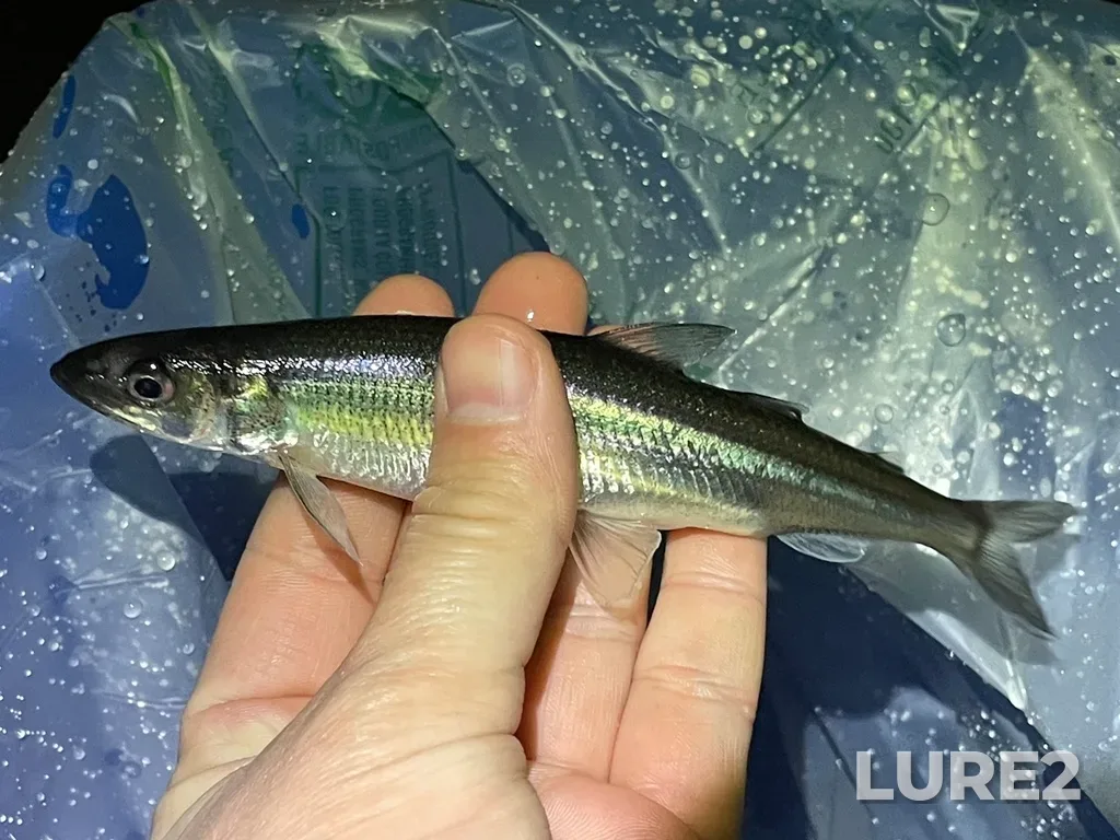 Rainbow smelt — Boulevard Lake, Apr 27, 2024, 1:06 AM