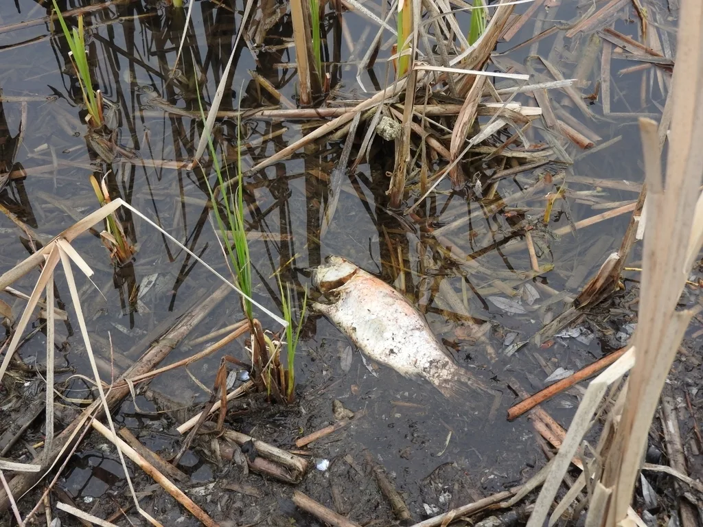 Crucian carp — Shuswap Lake, Apr 27, 2024
