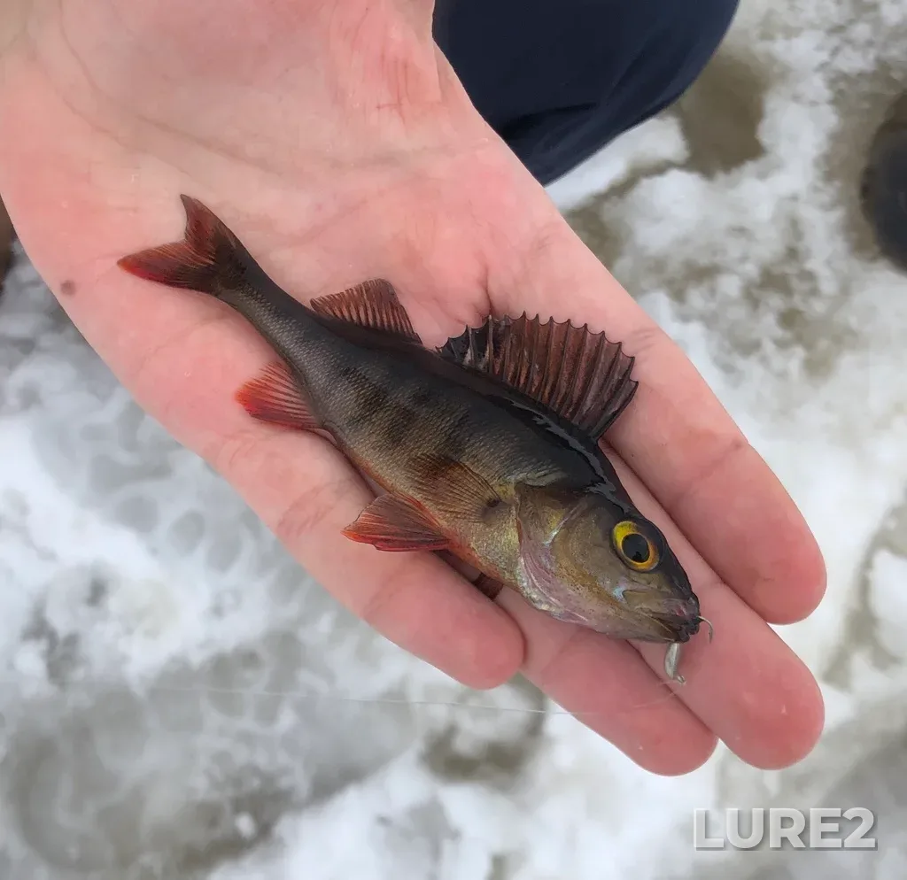 Perch — Suuri-Chuurulambi, Mar 09, 2019, 11:41 AM