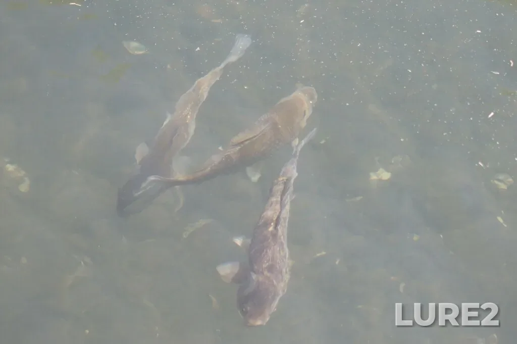 Crucian carp — Adlerskiy, Krasnodarskiy kray, Rossiya, Apr 18, 2024, 10:46 AM