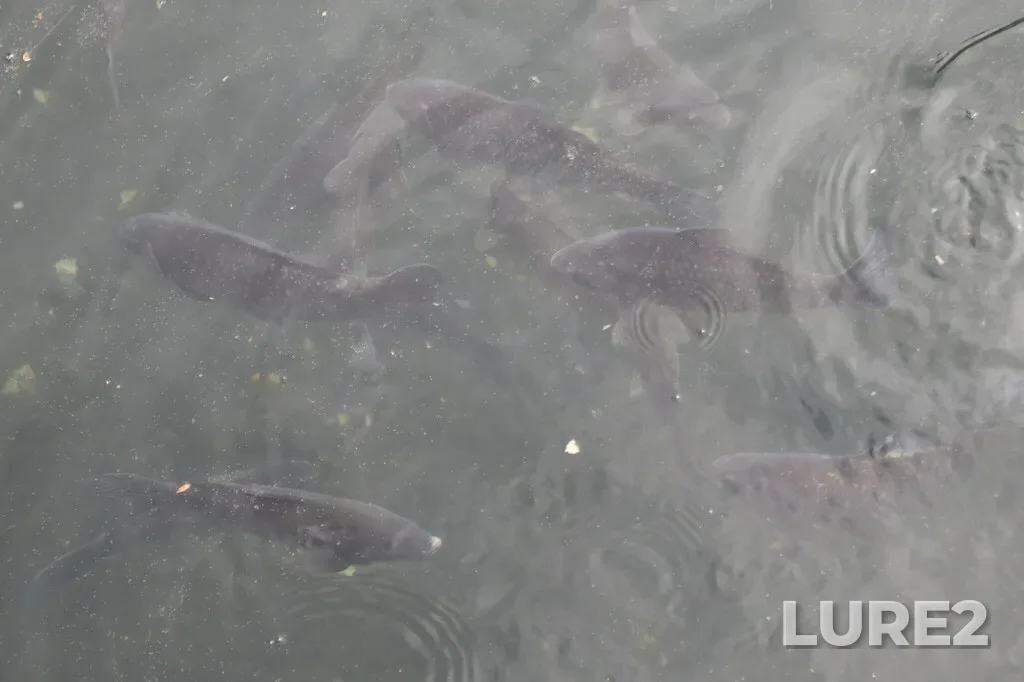 Crucian carp — Adlerskiy, Krasnodarskiy kray, Rossiya, Apr 23, 2024, 11:14 AM