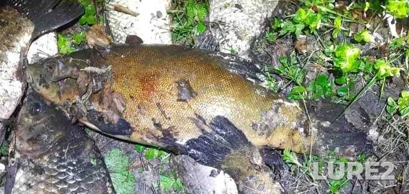 Tench — Matyrskoye, Apr 24, 2024, 3:05 PM