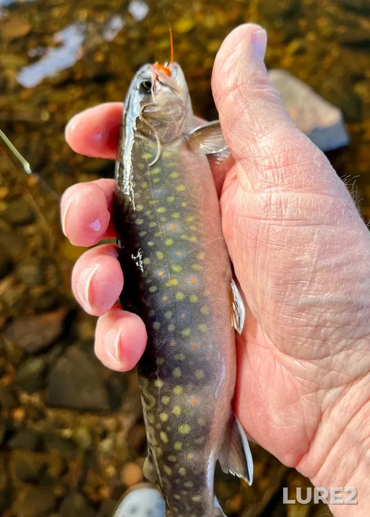 Brook trout — Nine Mile River, Apr 28, 2024, 5:28 PM