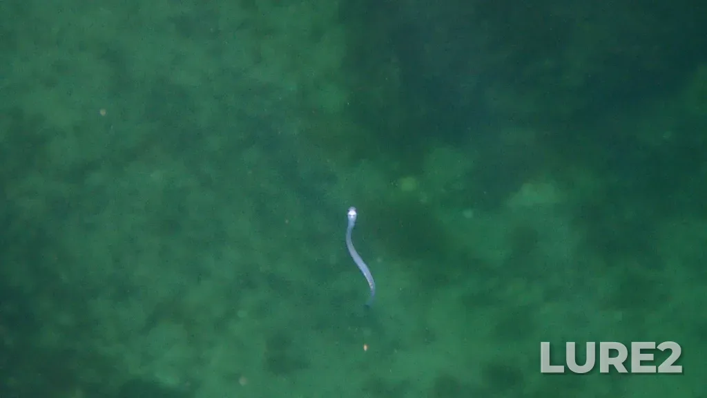 European eel — The Basin, Apr 28, 2024, 1:17 PM