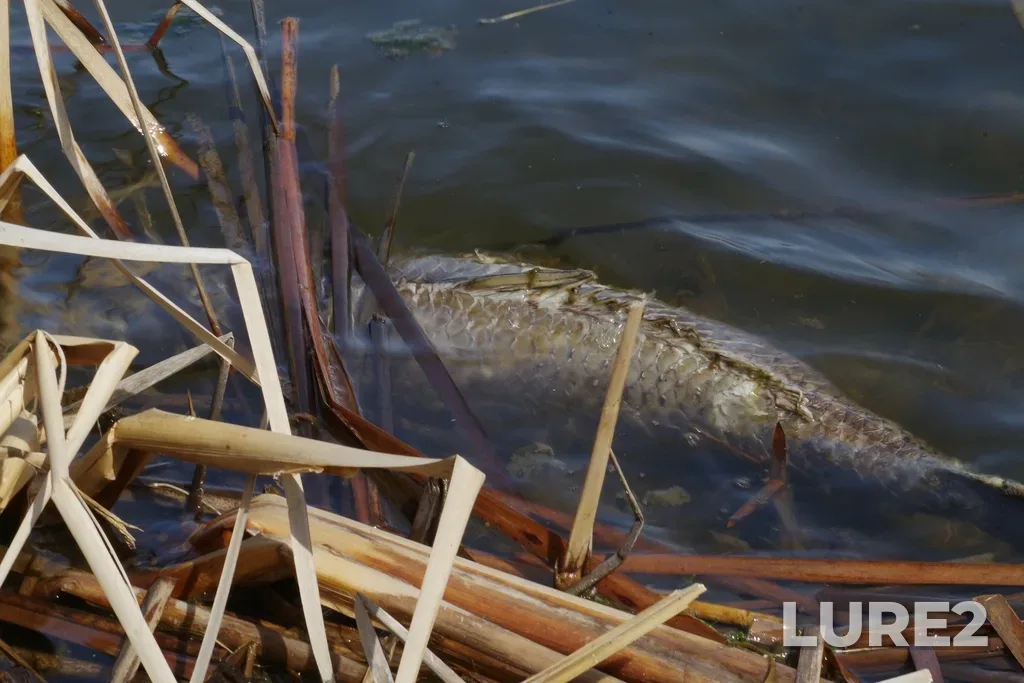 Carp — Red River, Apr 28, 2024, 2:50 PM