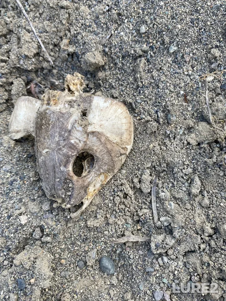 Carp — Thompson River, May 02, 2024, 6:01 PM