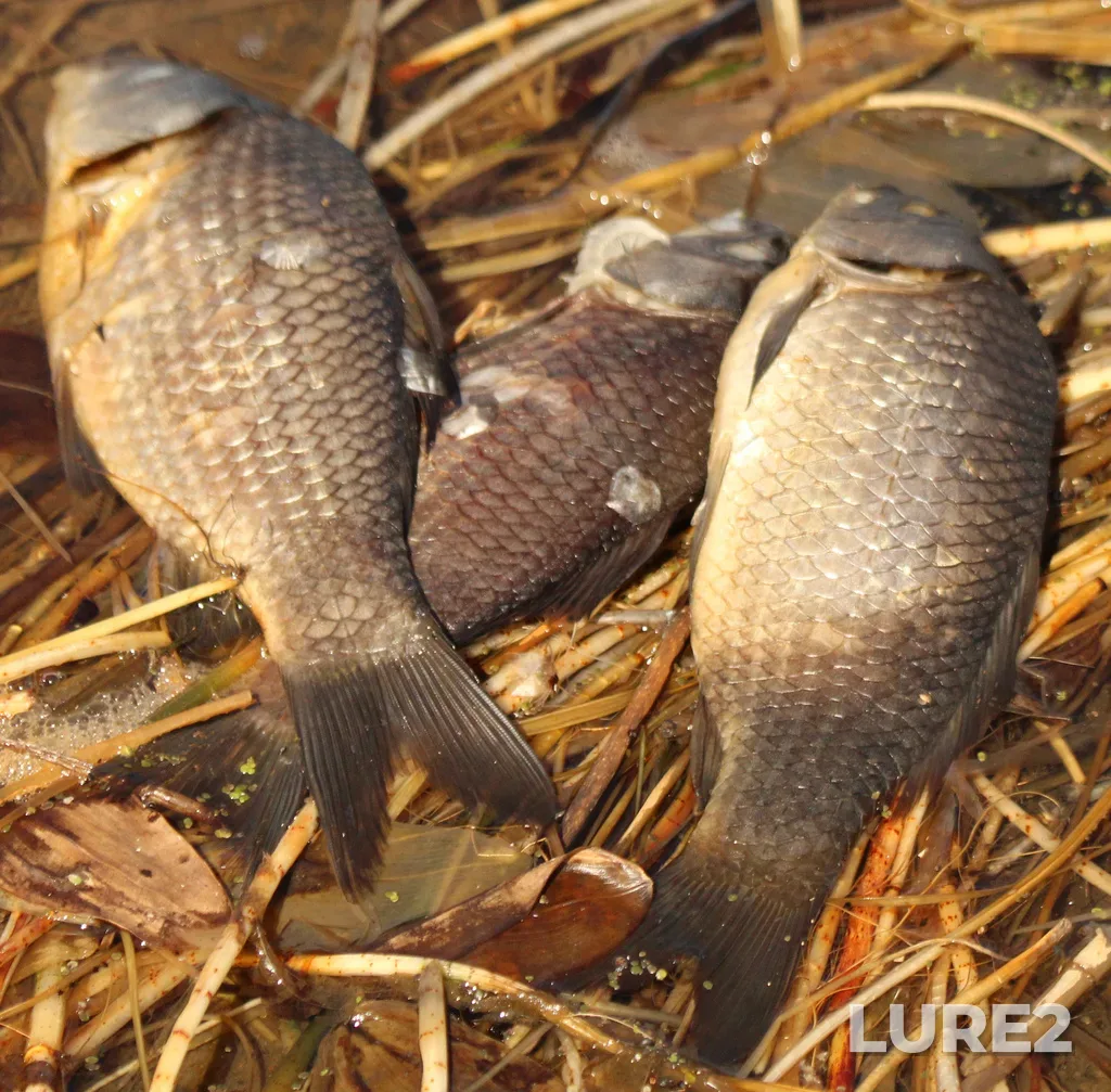Crucian carp — Bolshoye Pustynnoye, Apr 30, 2024, 11:37 AM