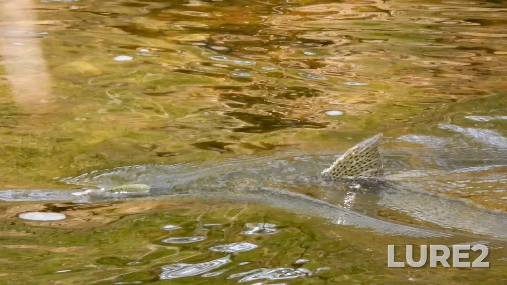 Rainbow trout — Forty Mile Creek, May 06, 2024, 2:59 PM
