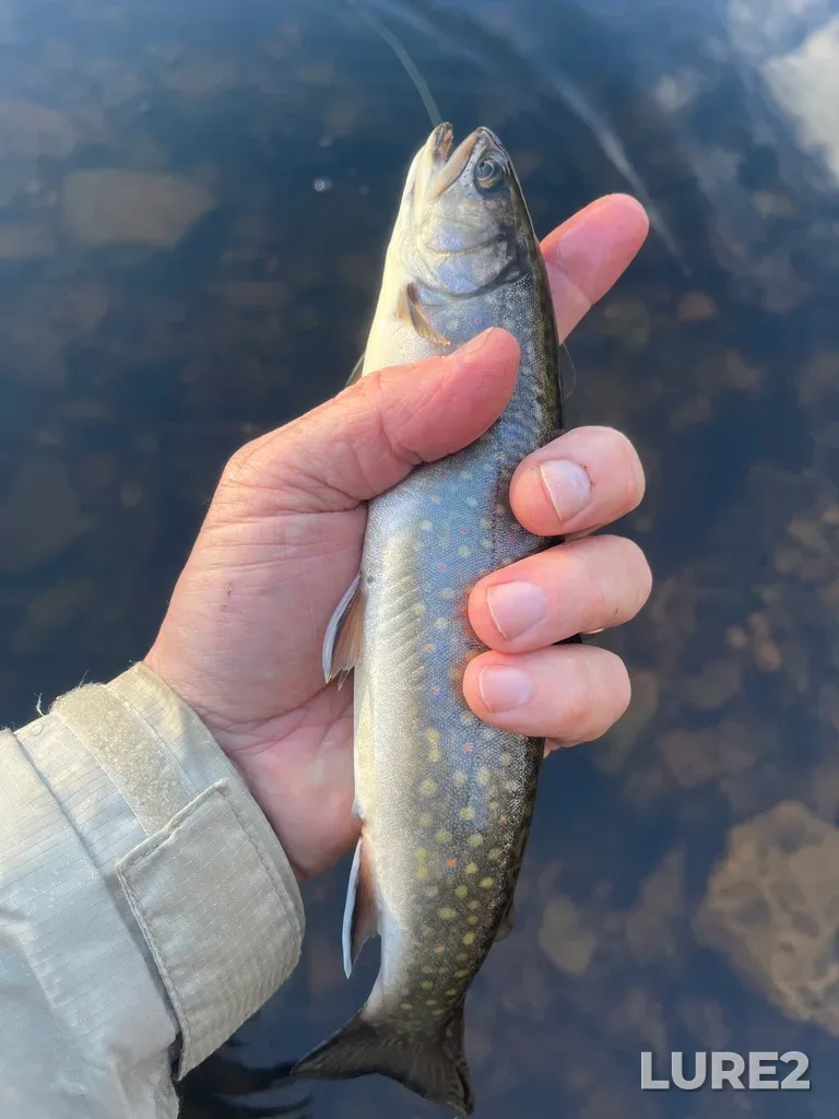 Brook trout — Nine Mile River, May 07, 2024, 7:03 PM
