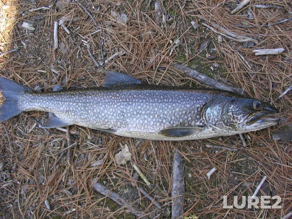 Lake trout — Cirrus Lake, May 28, 2006, 6:55 AM